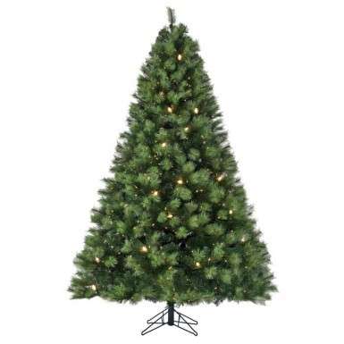 Scotch Pine Christmas Tree 9' or 7.5'