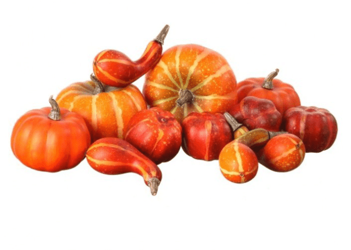 Mixed Harvest Pumpkin Gourd Assortment